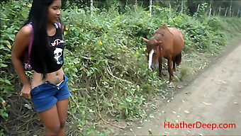 Vidéo Haute Définition De Pipi D'Un Cheval Dans La Nature Sauvage